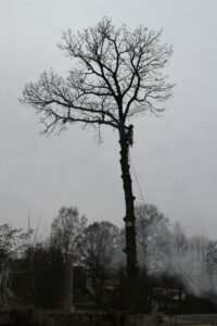 Kácení rizikových stromů
